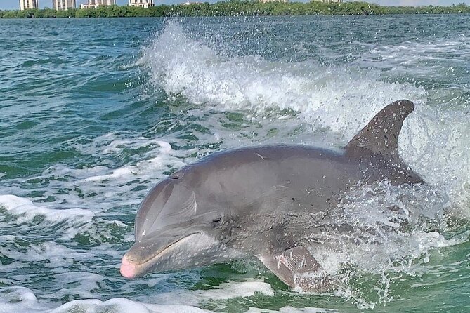 Dolphin Tours - Fort Myers Beach / Naples - Key Points