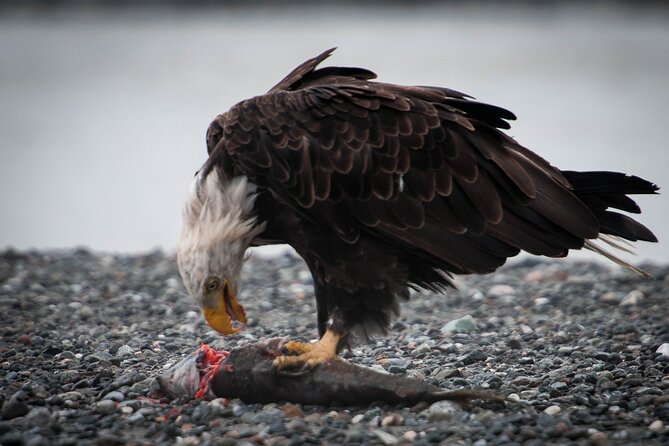 Eagle Preserve Float Trip in Haines - Additional Information
