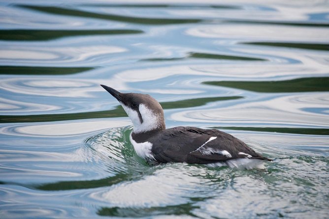 Elkhorn Slough Wildlife Tour - Sum Up