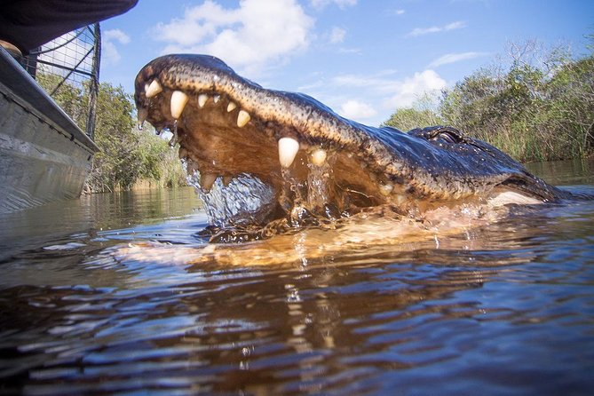 Everglades Tour With Professional Tourguide Inclusive Pickup - Sum Up