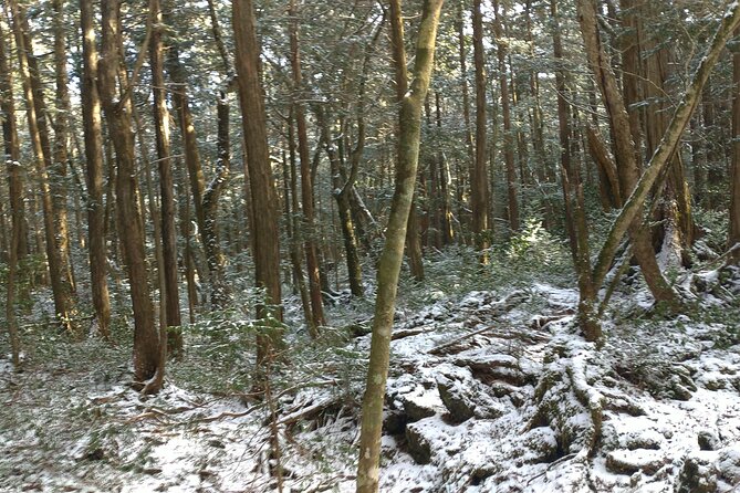 Exploring Mt Fuji Ice Cave and Sea of Trees Forest - Sum Up