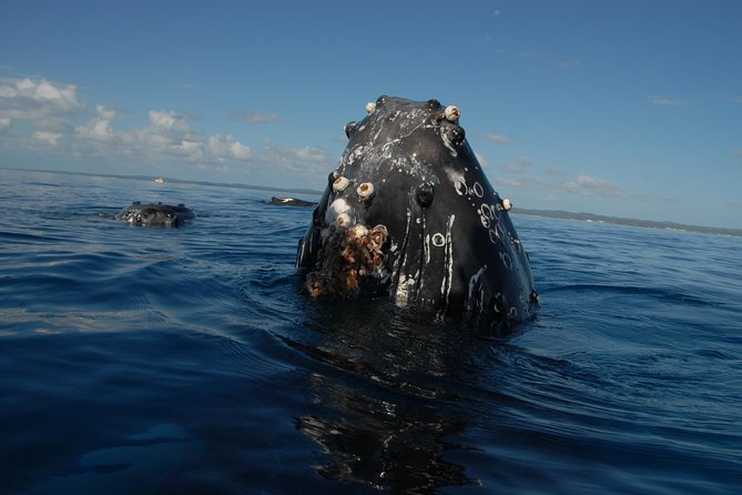 Fraser Island Whale Watch Encounter - Copyright and Terms