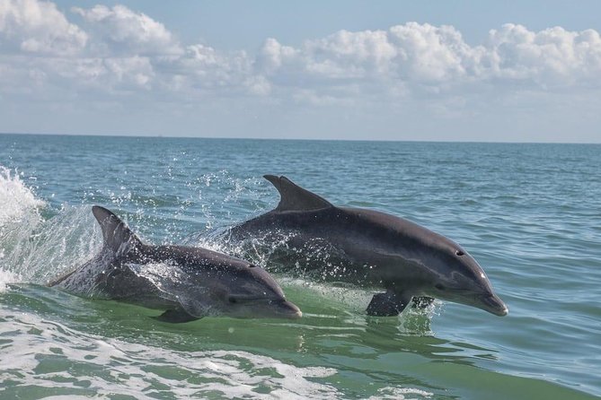 Frisky Mermaid Pontoon Boat Rentals in Pensacola Beach - Activities and Recommendations