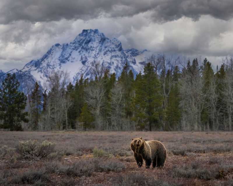From Jackson: Grand Teton Wildlife & Scenery Tour With Lunch - Common questions
