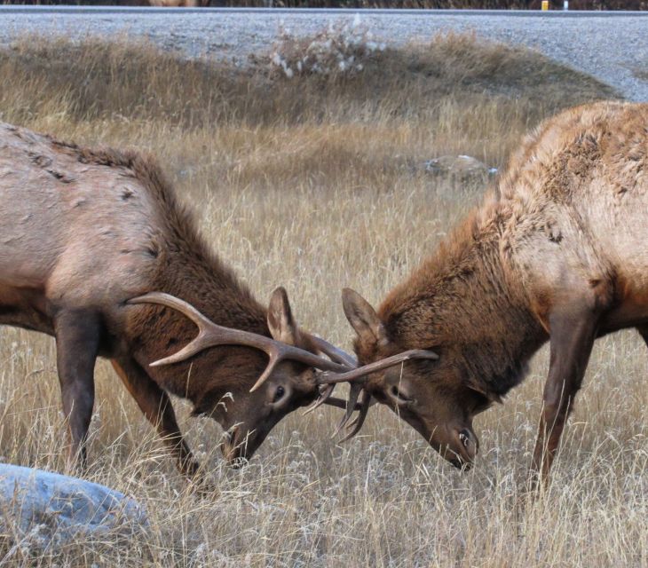 From Jasper: Jasper National Park Wildlife Discovery Tour - Booking and Availability