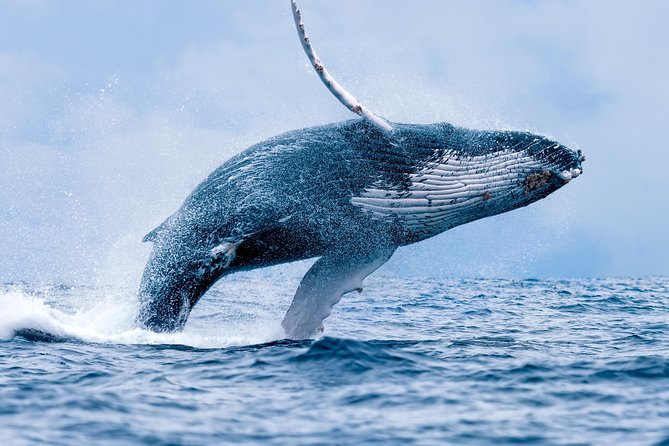 From Maalaea Harbor: Whale Watching Tours Aboard the Quicksilver - Sum Up