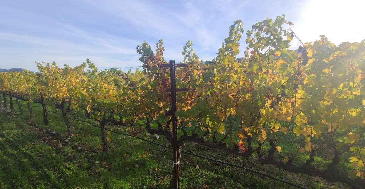 From San Francisco: Napa and Sonoma Private Wine Tour - Sum Up