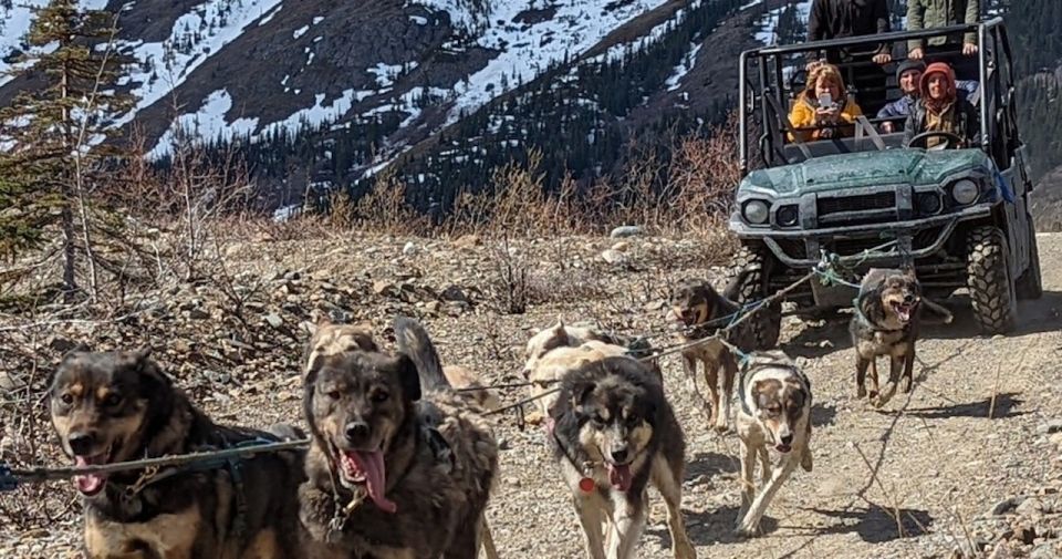 From Skagway: Yukon Sled Dog Mushing & White Pass Combo - Customer Experience
