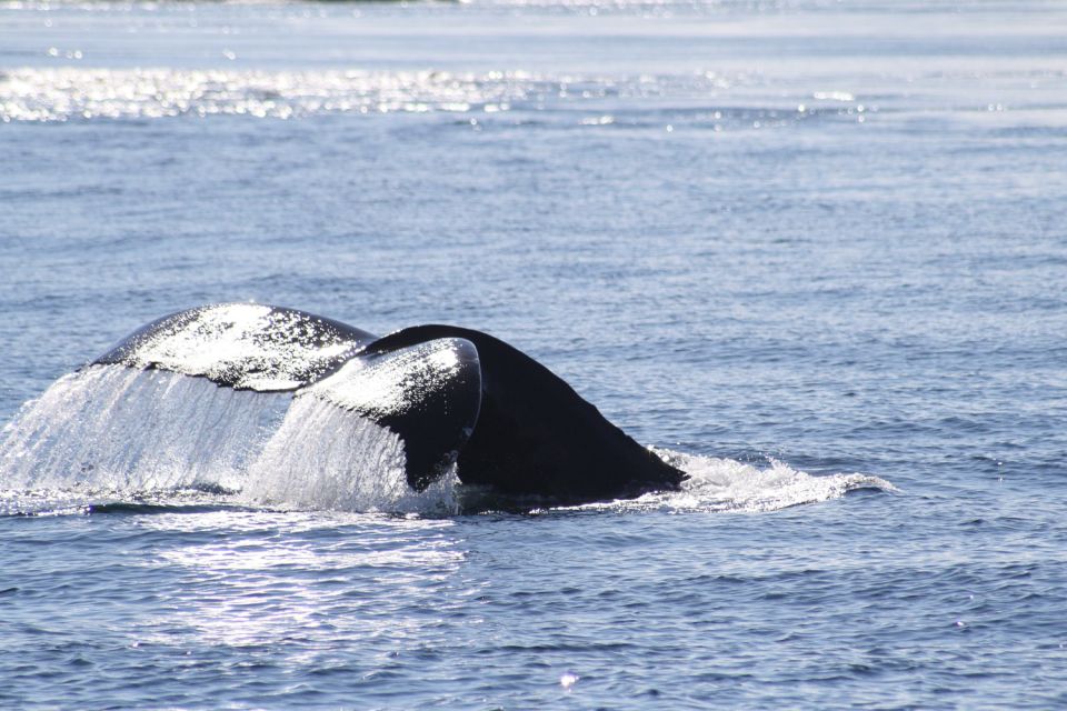 From Victoria: Whale Watching Tour by Zodiac Boat - Common questions