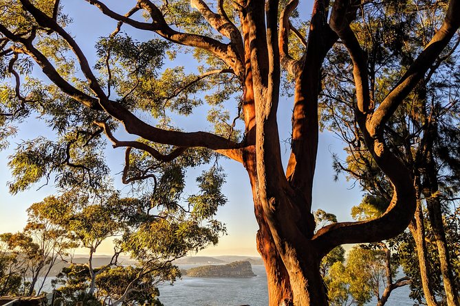 Golden Beaches and Ocean Vistas MANLY AND NORTHERN BEACHES PRIVATE TOUR - Sum Up