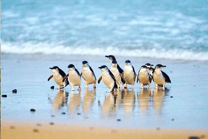 Golden Hour Penguins & Wine Tour With Pickups From Phillip Island - Common questions