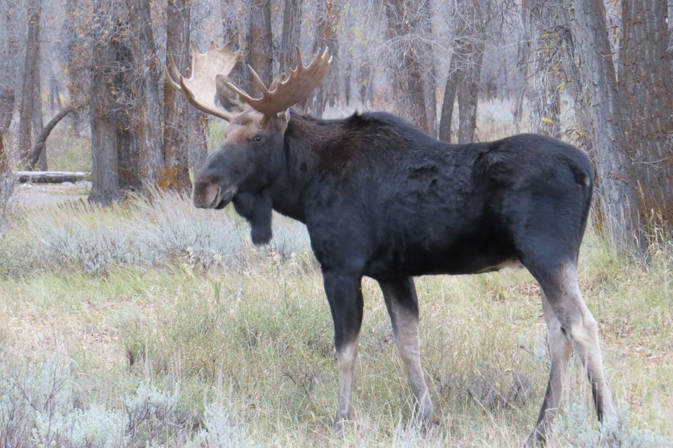 Grand Teton National Park: Full-Day Tour With Boat Ride - Sum Up