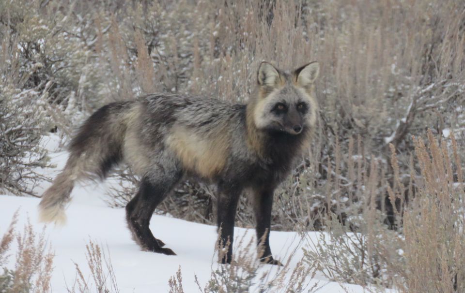 Grand Teton National Park: Wildlife Tour and Sleigh Ride - Booking Information