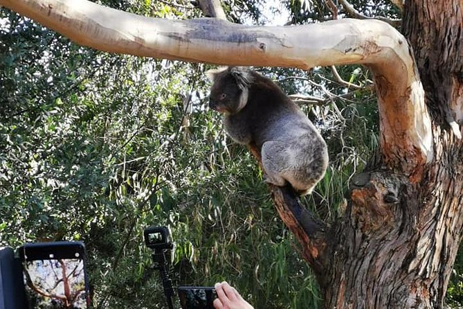 Great Ocean Road Medium Size Group Tour - Common questions