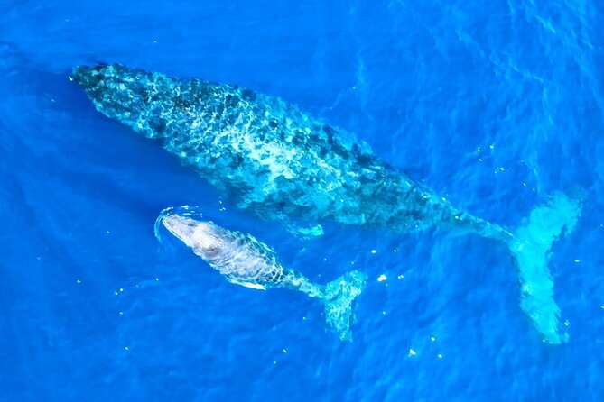 Great Whale Watching at Kerama Islands and Zamami Island - Reviews and Testimonials