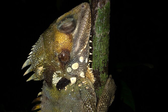 Guided Night Walk in Cape Tribulation - Common questions