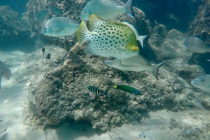 Guided Snorkel With Fish Tour at Wavebreak Island, Gold Coast - Customer Reviews and Feedback