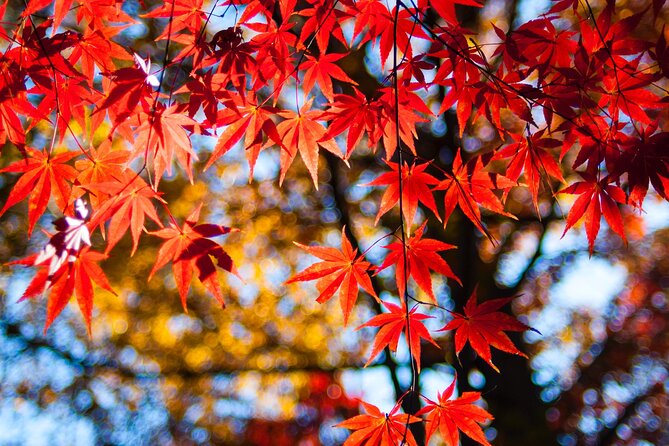 Gyeongju Maple Tour From Busan - Booking and Cancellation Policies