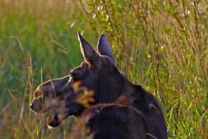 Half Day Group Sunrise Wildlife Safari - Common questions