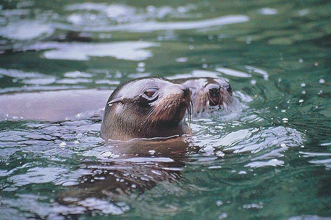 Half-Day Milford Sound Nature Cruise and Flight From Queenstown - Sum Up