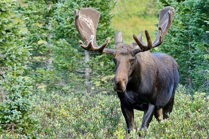 Half-Day Rocky Mountain National Park "Mountains to Sky Tour" - RMNPhotographer - Tour Directions