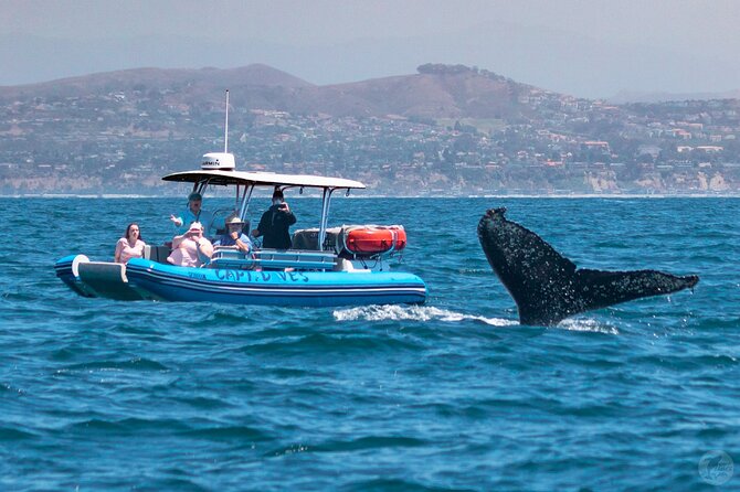 High Speed Zodiac Whale Watching Safari From Dana Point - Ocean Adventure Details