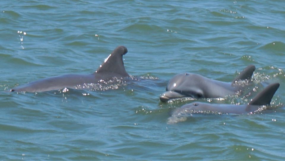 Hilton Head Island: Dolphin and Nature Tour - Additional Information
