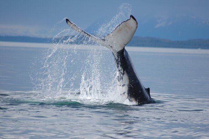 Hoonah Whale-Watching Cruise - Additional Information