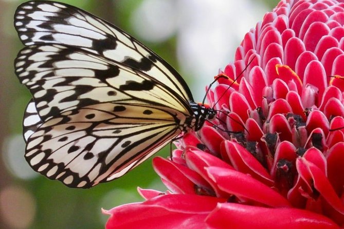 Houston Museum of Natural Science and Cockrell Butterfly Center - Common questions