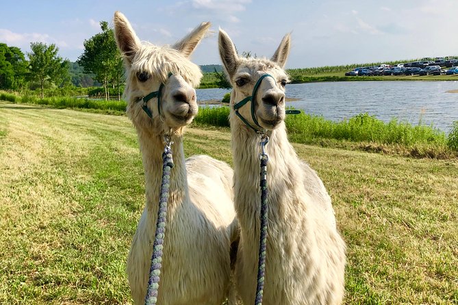 Hyde Park NY, Llama/ Alpaca Hike and Farm Tour  - The Catskills - Physical Fitness Recommendations
