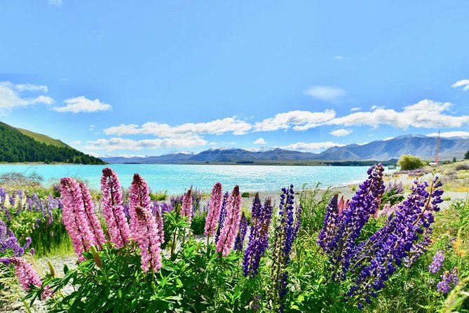 [Japanese Guide] Christchurch-Lake Tekapo Special Pick-up Plan - Booking Terms