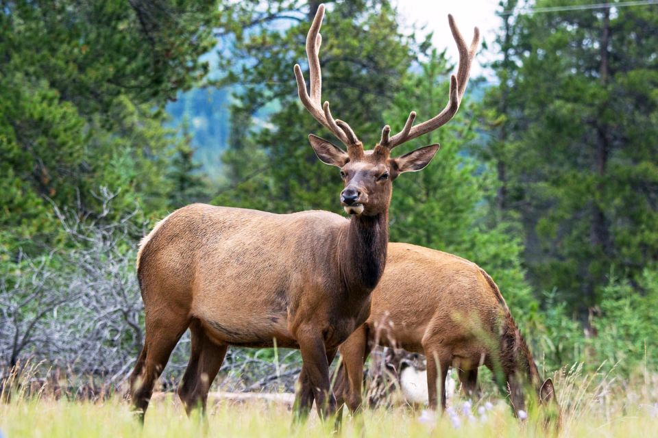 Jasper National Park: Evening or Morning Wildlife Watch Tour - Key Points