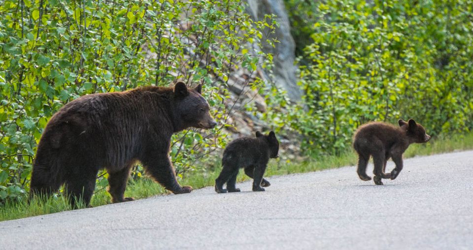 Jasper: Wildlife and Waterfalls Tour With Lakeshore Hike - Review Summary and Ratings