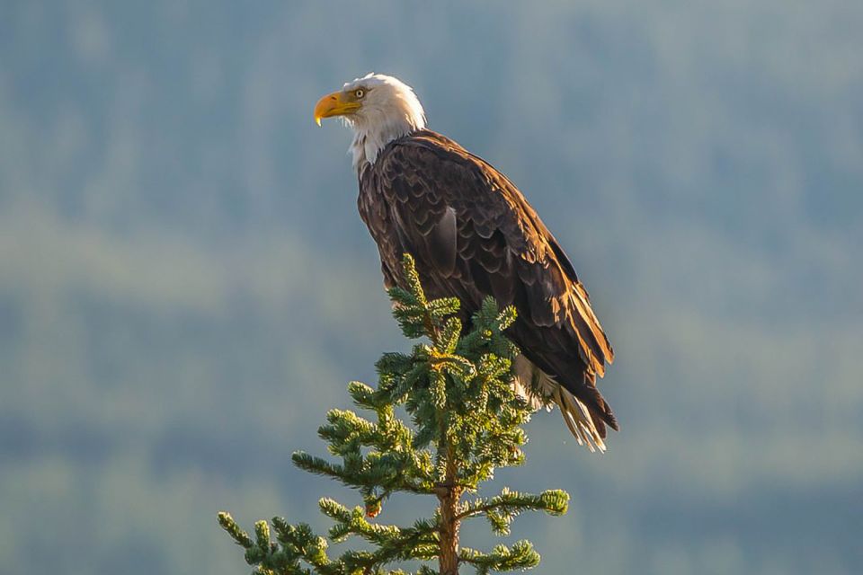 Jasper: Wildlife and Waterfalls Tour With Maligne Cruise - Additional Details