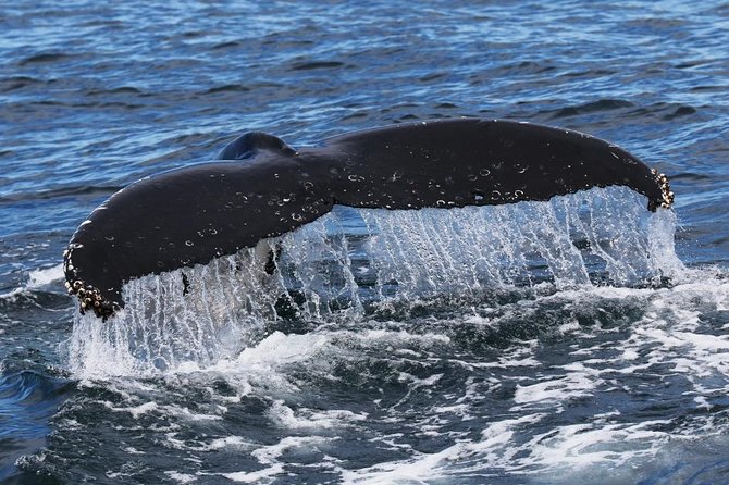 Jervis Bay Whale Watching Tour - Booking Policies