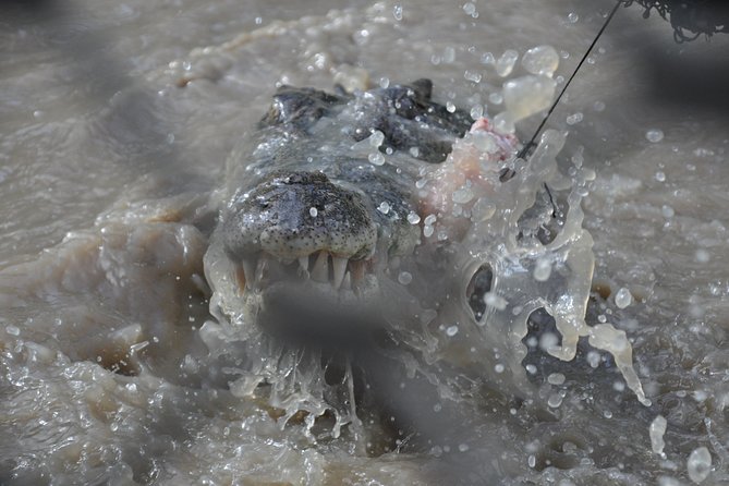 Jumping Crocodile Cruise With Lunch - Traveler Tips