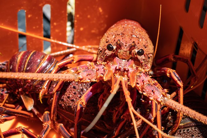 Kalbarri Rock Lobster Pot Pull Tour in Kalbarri - Common questions