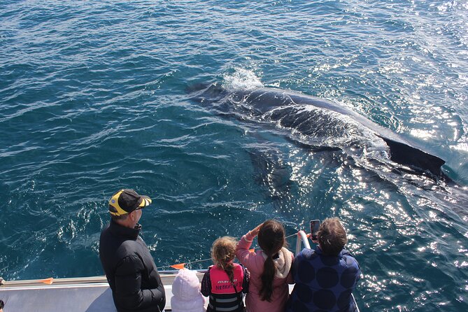 Kalbarri Whale Watching Tour - Customer Reviews