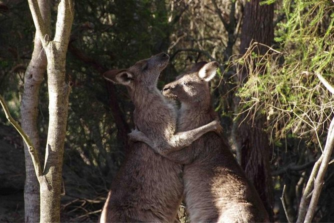 Kangaroo Encounter & Aboriginal Rock Arts Half-Day Trip From Sydney - Sum Up