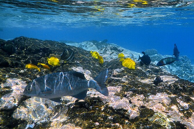 Kealakekua Bay and Captain Cook Monument Snorkel - Small-Group Experience - Sum Up