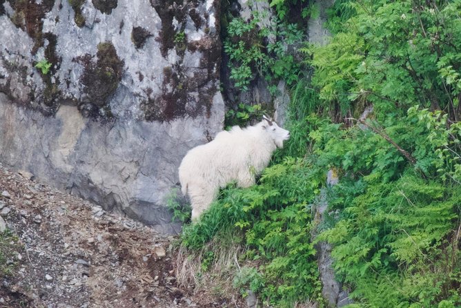 Kenai Fjords and Resurrection Bay Half-Day Wildlife Cruise - Key Points