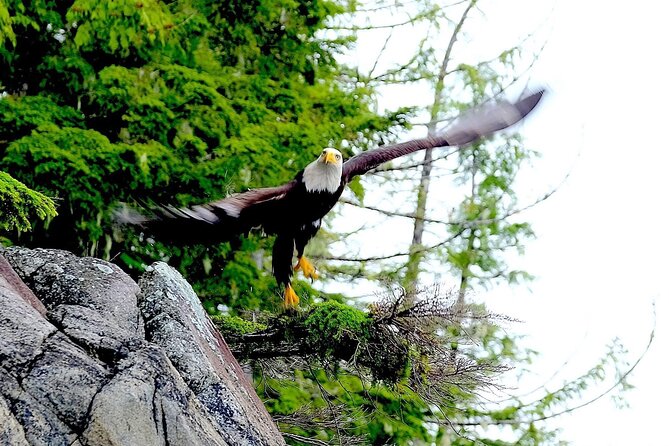 Ketchikan Electric Bike and Rain Forest Hike Ecotour - Wildlife Spotting and Environmental Education