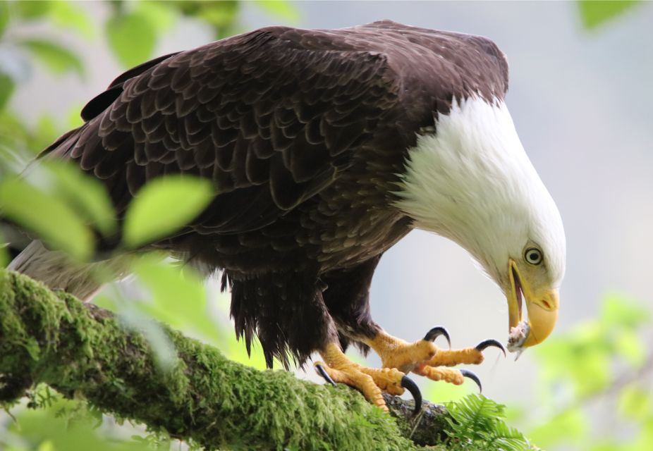 Ketchikan: Potlatch Park, City and Wildlife Private Van Tour - Booking Information and Flexibility