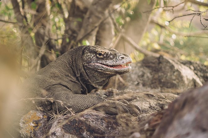Komodo Private Tour 3Days 2 Night - Booking Process and Support