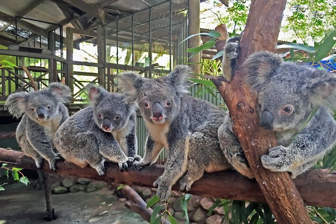 Kuranda Rainforestation Nature Park Ticket (BNP) - Directions to the Park