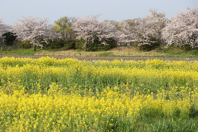 Kyoto Country Side Scooter Tour - Safety Guidelines and Recommendations