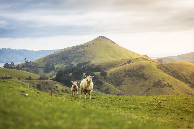 Larnach Castle Tour & Wildlife Cruise (Dunedin Shore Excursion) - Common questions