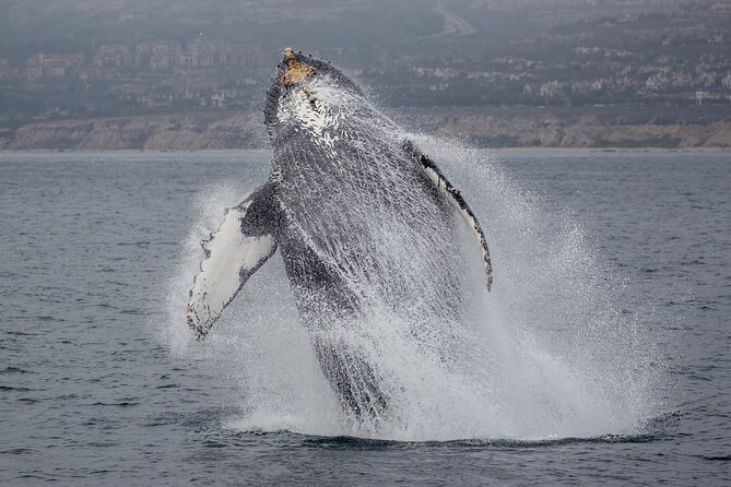 Luxury Whale Watching: Fewer People, Extra Speed, Expert Staff - Sum Up