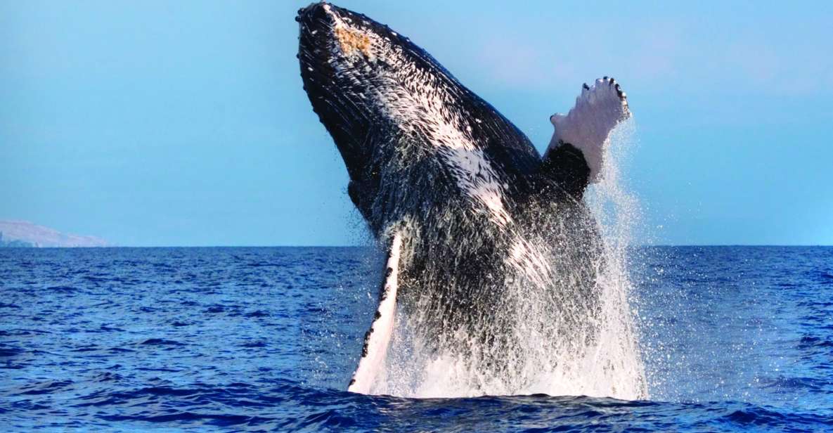 Maalaea: Small Group 2-Hour Whale Watch Experience - Additional Tour Information