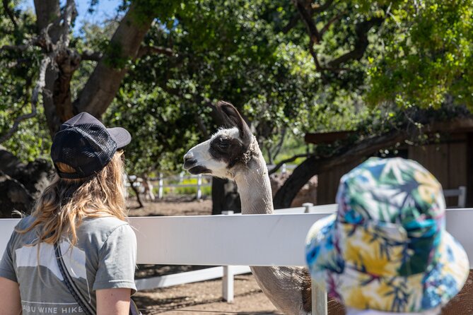 Malibu: Guided Vineyard Hike With Photo Stops and Wine - Weather Considerations